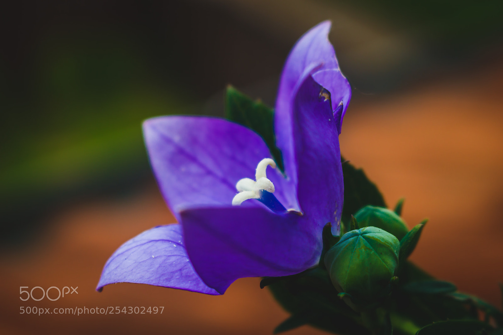 Canon EOS 750D (EOS Rebel T6i / EOS Kiss X8i) sample photo. Flower head photography