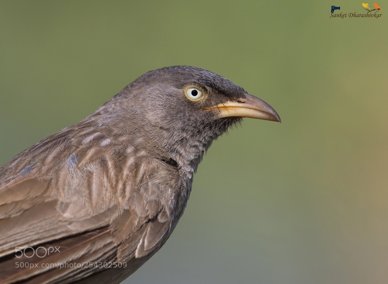 Canon EOS 7D Mark II sample photo. Jungle babbler..!! photography