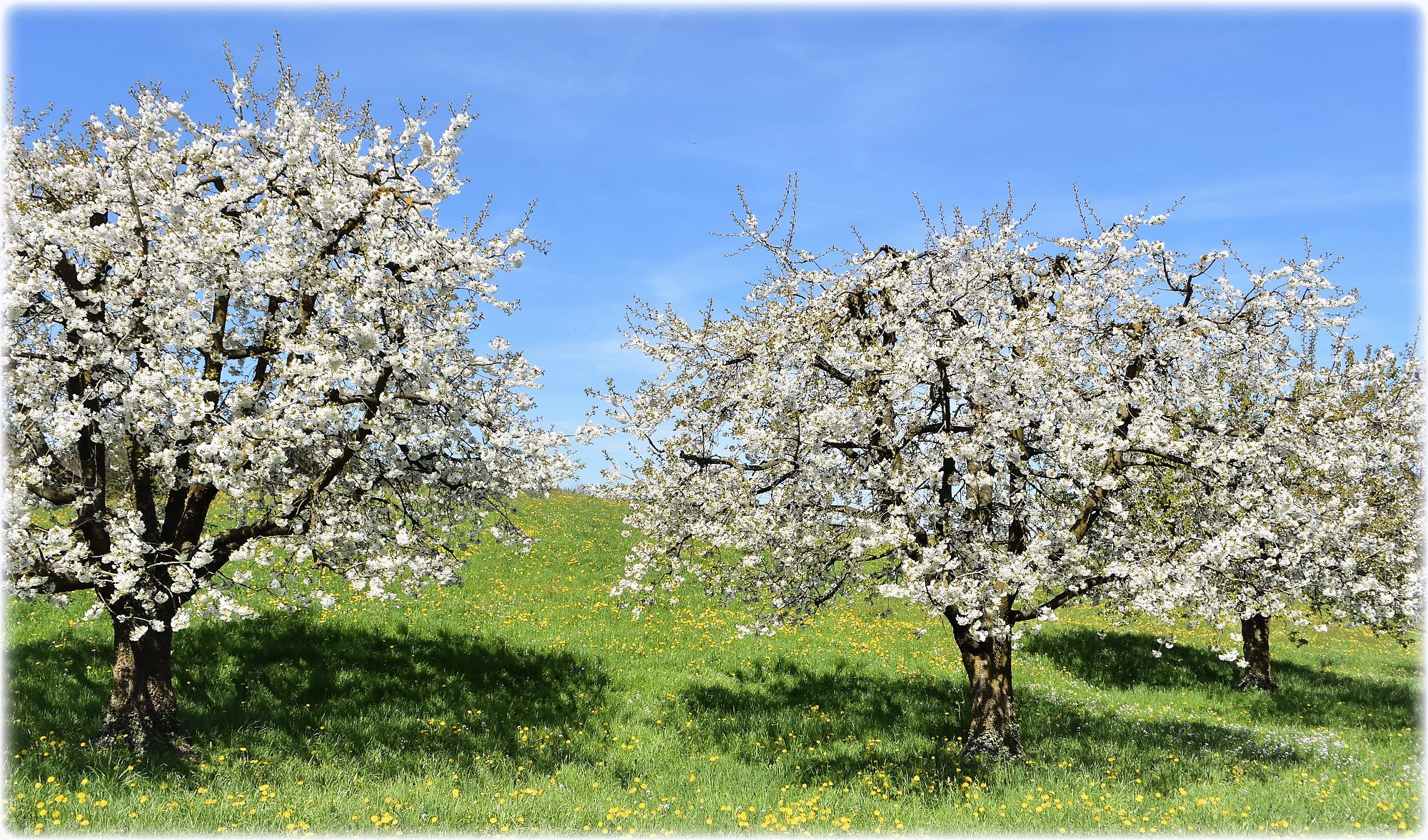 Nikon D7200 sample photo. "blossom trees,;;" photography