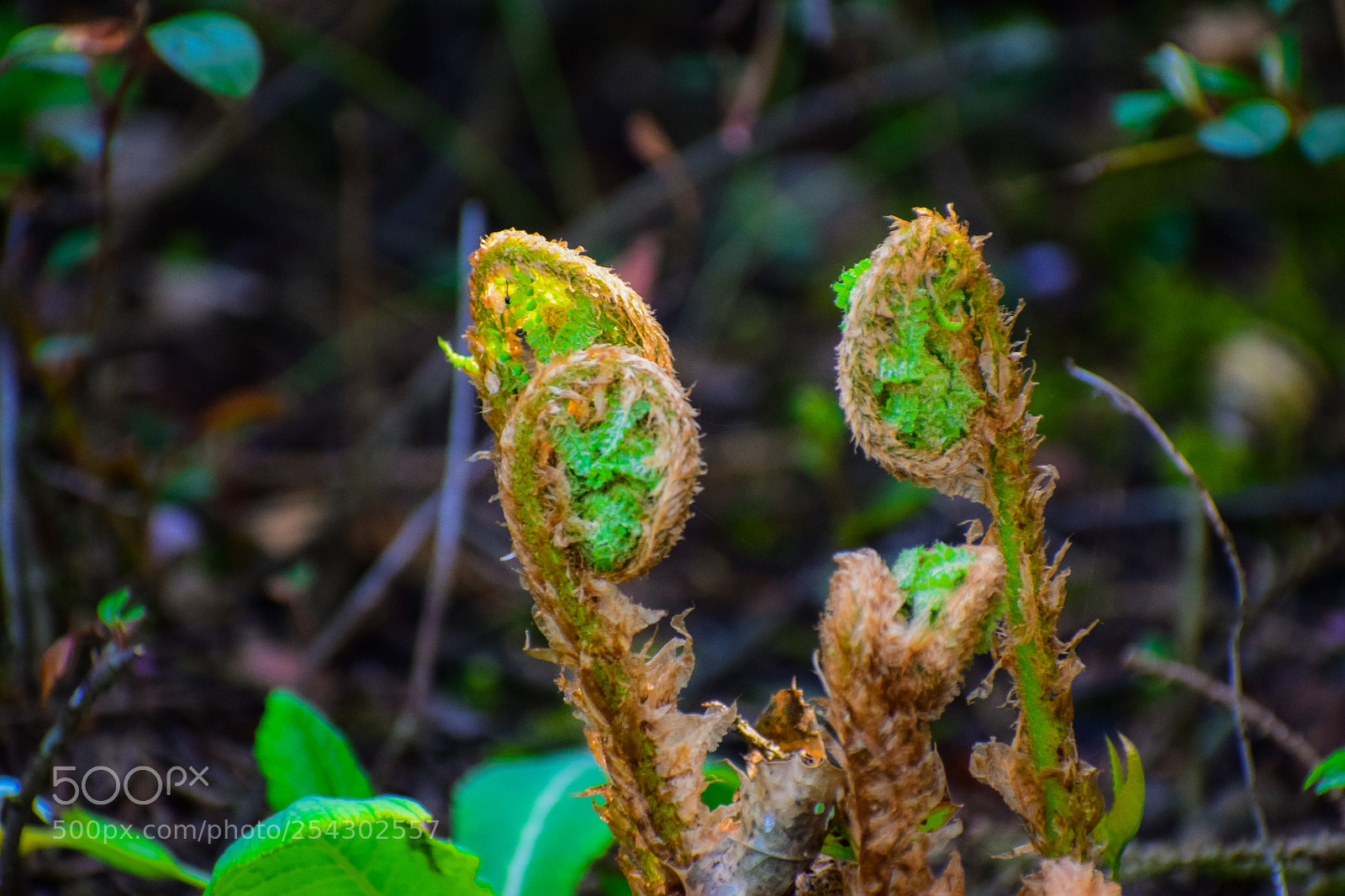 Nikon D3300 sample photo. Fern photography