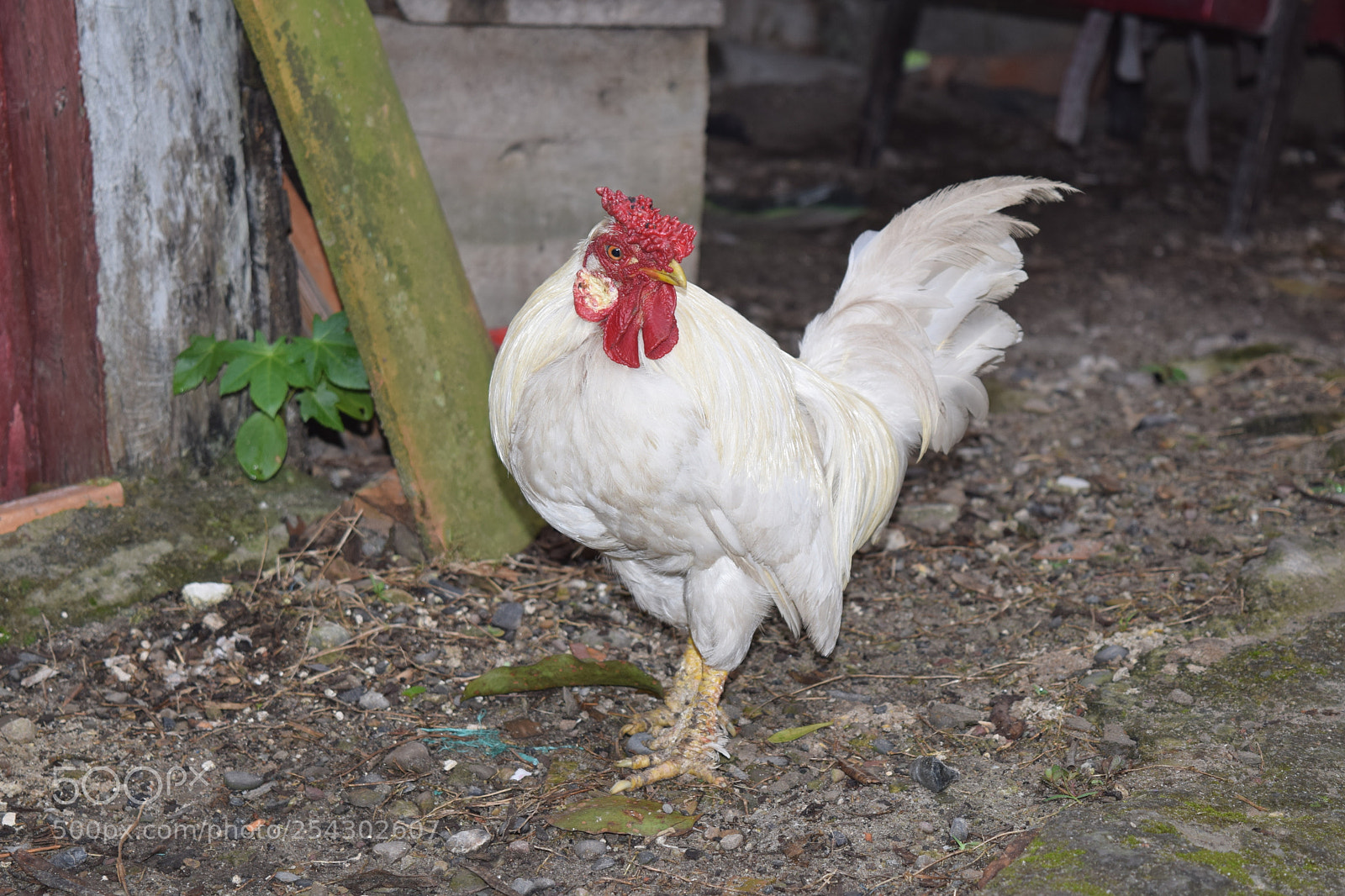 Nikon D5300 sample photo. Pollo kiko domestico photography