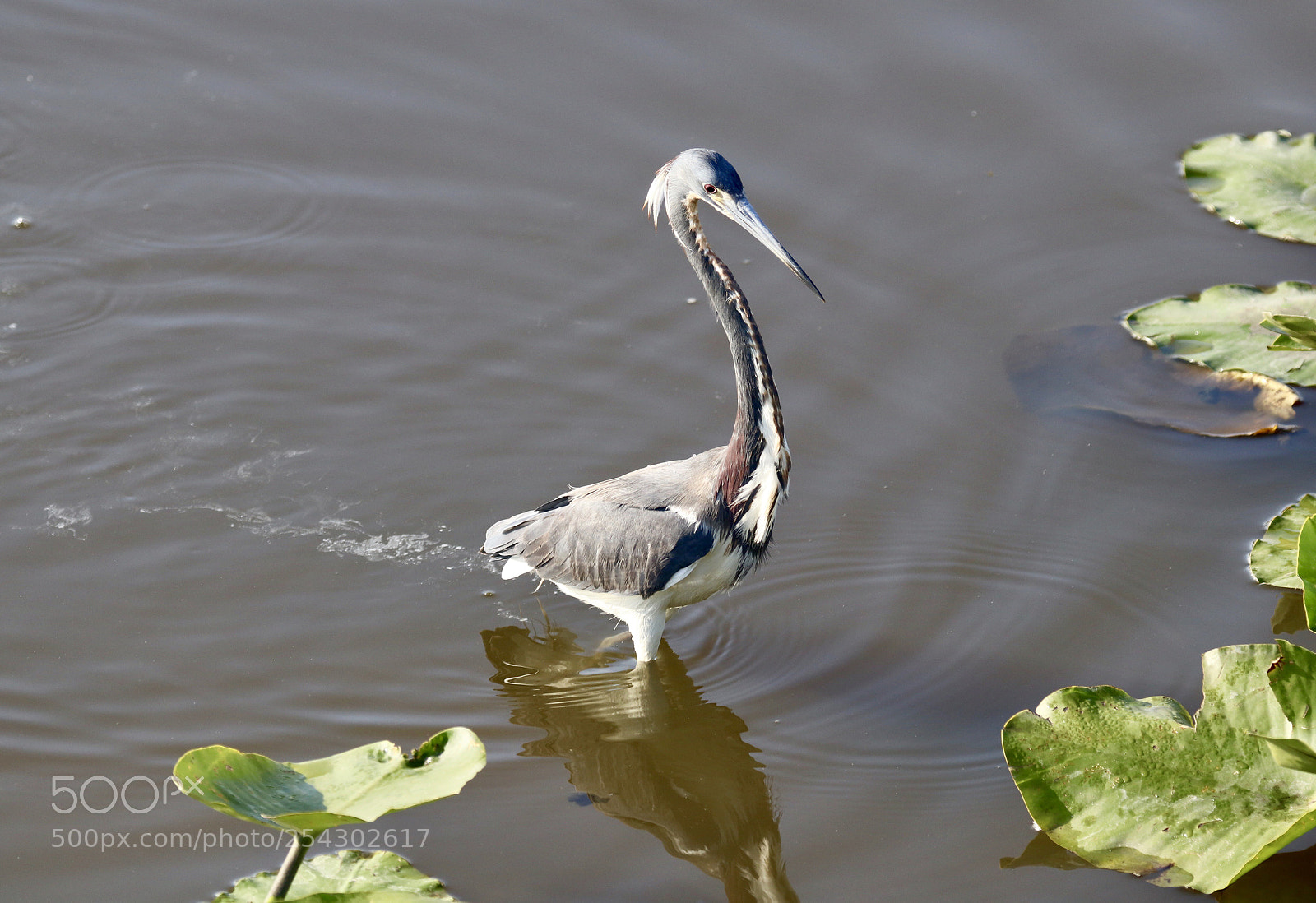 Canon EOS 80D sample photo. Try colored heron  photography