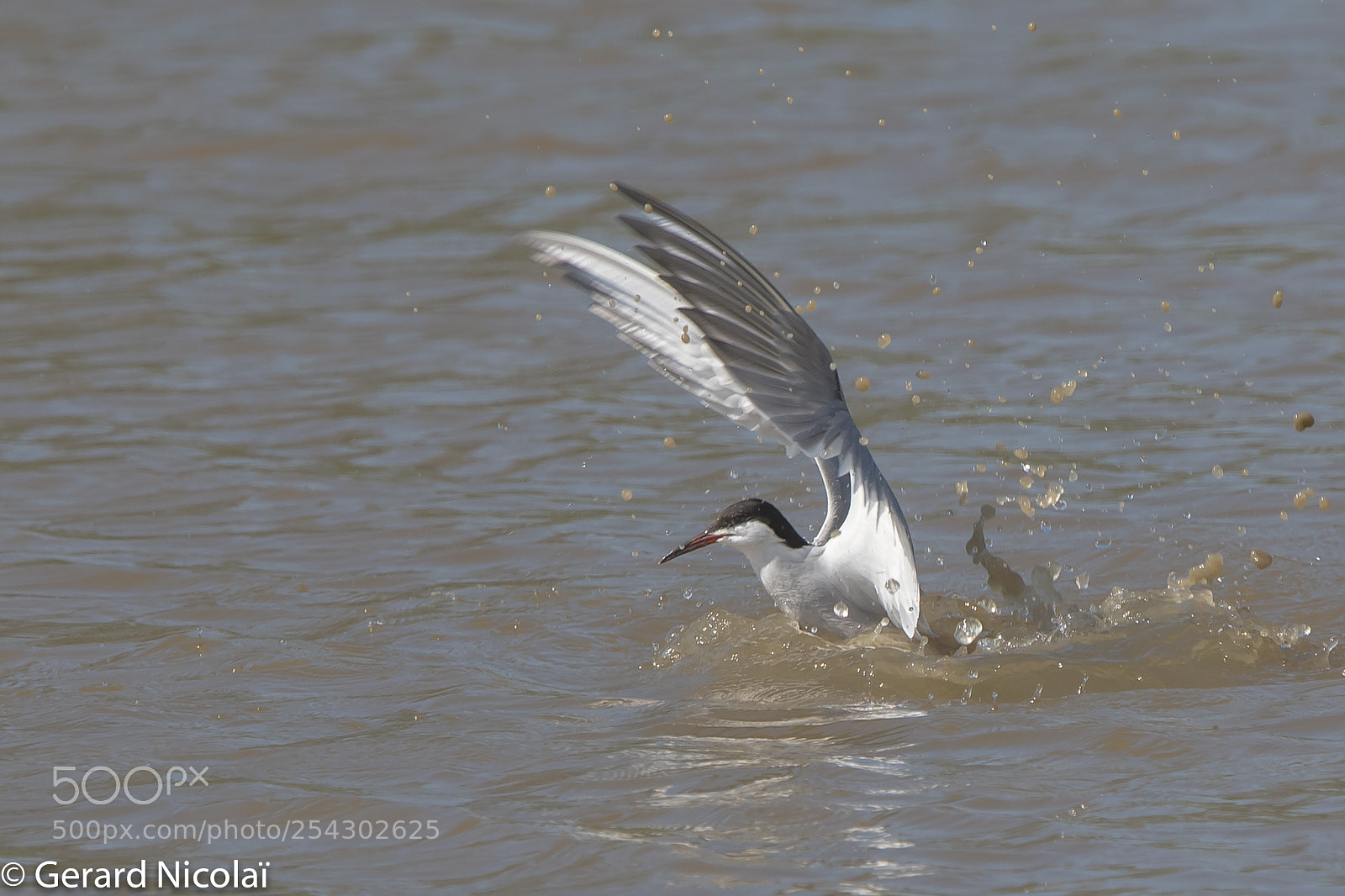 Canon EOS 7D Mark II sample photo. Common tern photography