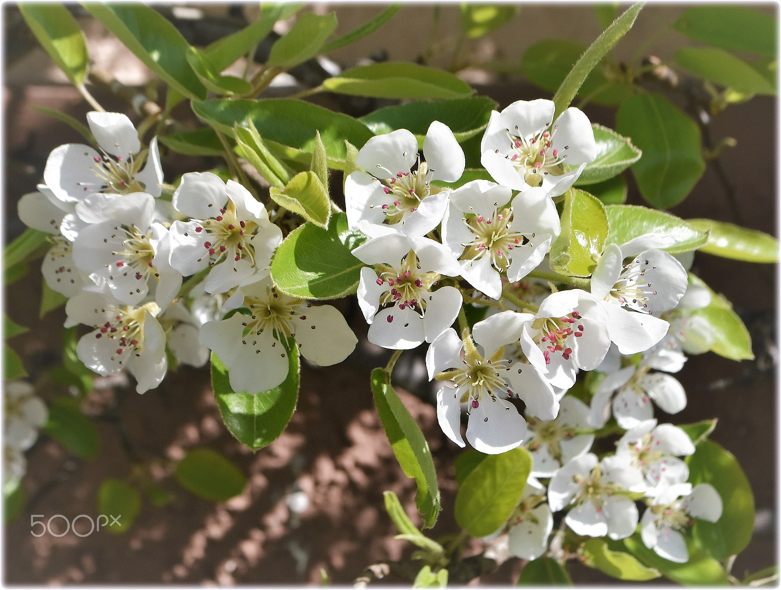 Nikon D7200 sample photo. "blossom" photography