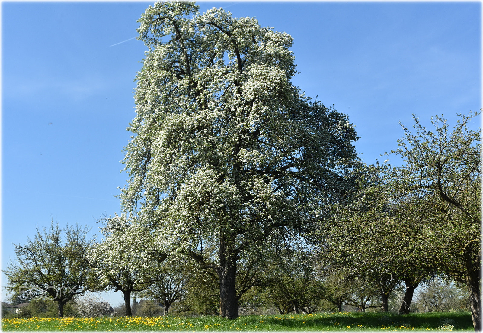 Nikon D7200 sample photo. "blossom in spring" photography