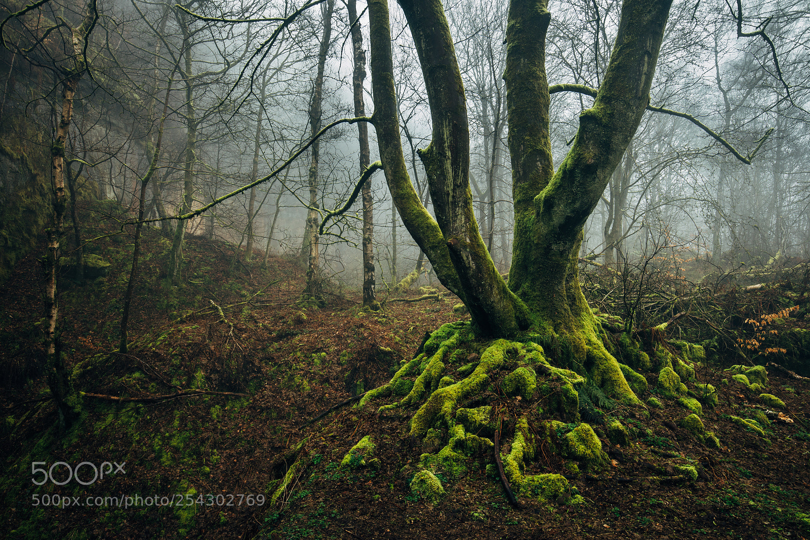 Canon EOS 5DS R sample photo. End of winter ii photography