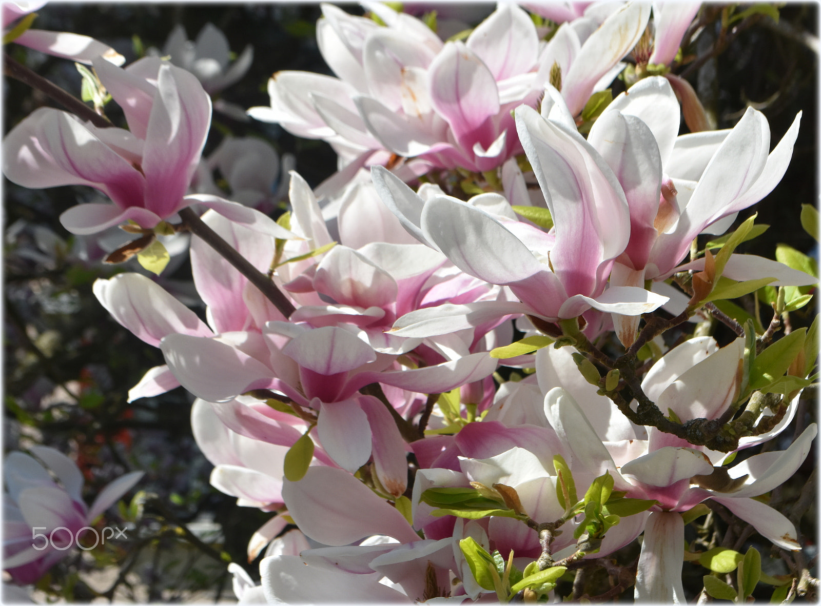 Nikon D7200 sample photo. "magnolia,;;" photography