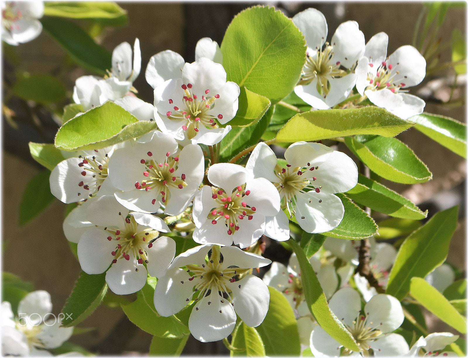 Nikon D7200 sample photo. ""blossom"" photography