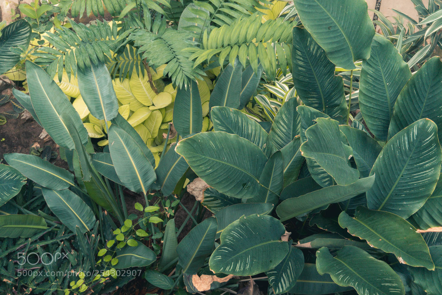 Sony a6300 sample photo. Plants - botanic gardens photography