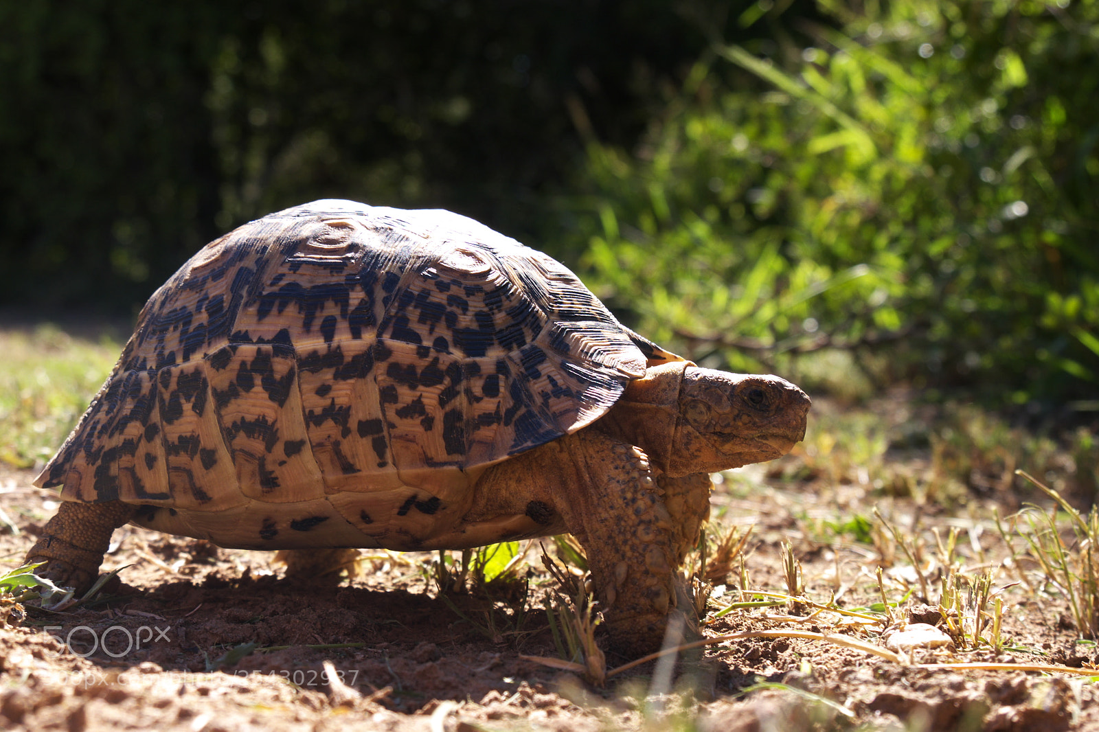 Panasonic Lumix DMC-G5 sample photo. Walking turtle photography