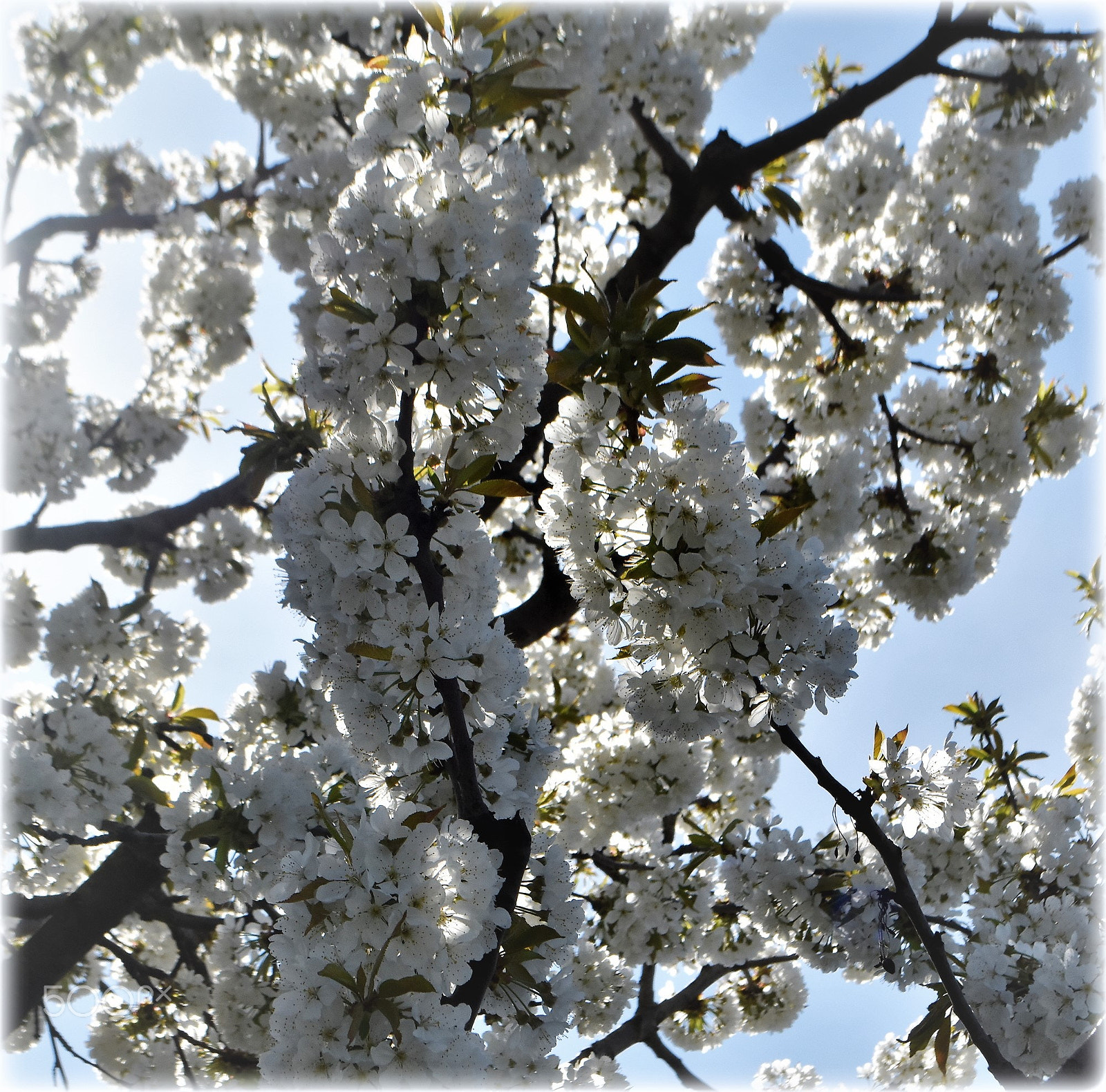 Nikon D7200 sample photo. "blossom,"" photography