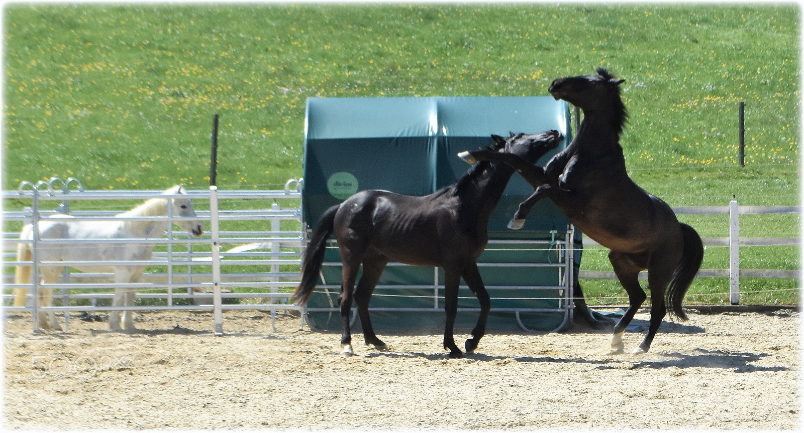 Nikon D7200 sample photo. "horses" photography