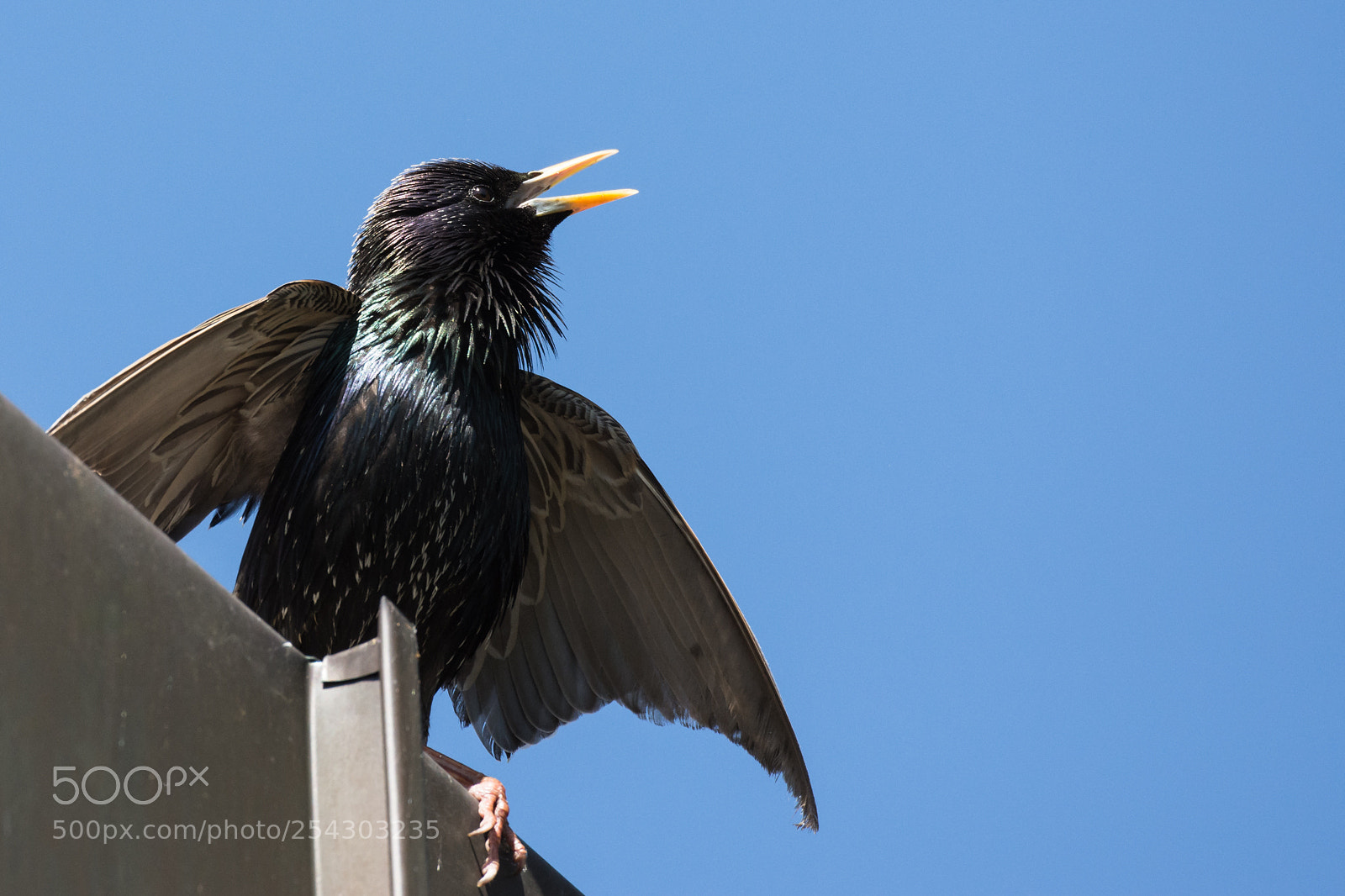 Nikon D7200 sample photo. Starling on the roof photography