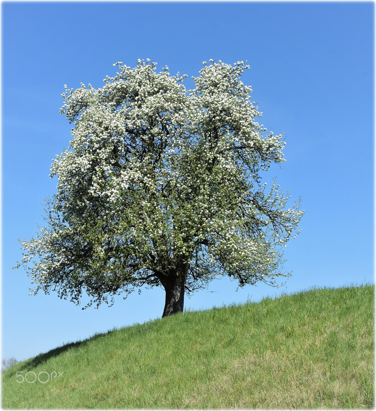 Nikon D7200 sample photo. "blossom tree" photography