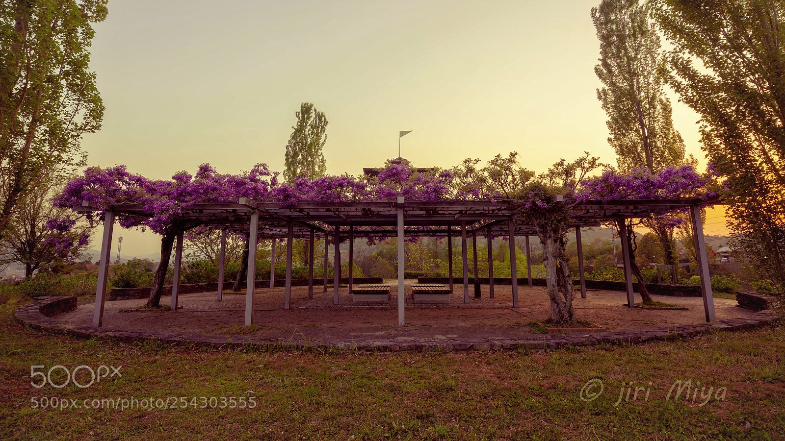 Canon EOS 5D Mark II sample photo. Wisteria flowers at twilight photography