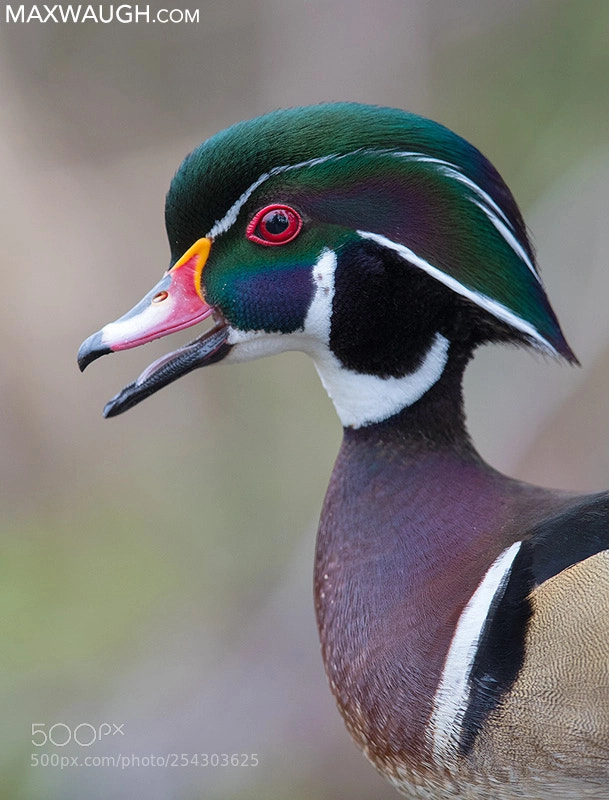 Canon EOS-1D X Mark II sample photo. Wood duck photography