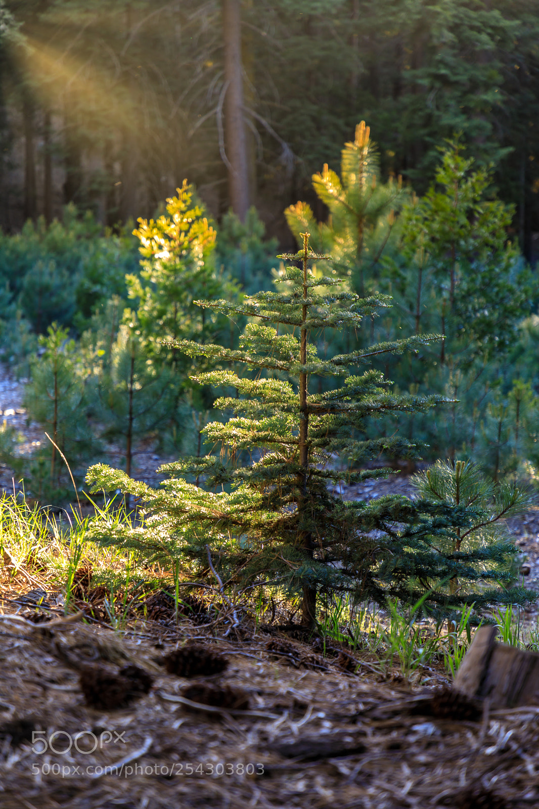 Canon EOS 5D Mark IV sample photo. Morning in the forest 0184 photography