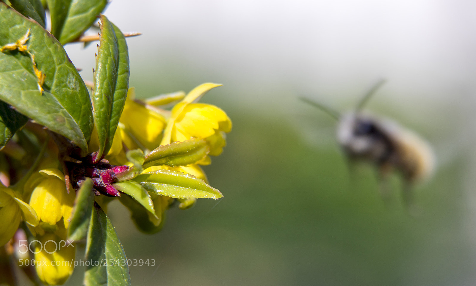 Canon EOS 7D Mark II sample photo. Spring photography