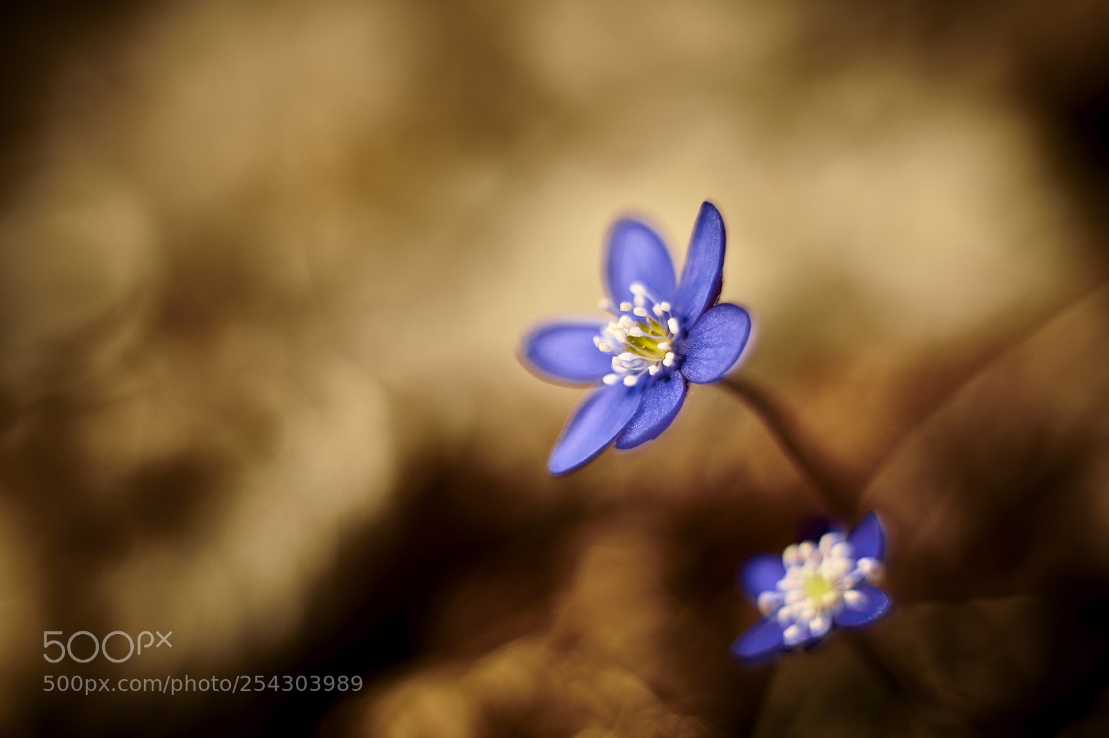 Nikon D850 sample photo. Blue motion photography