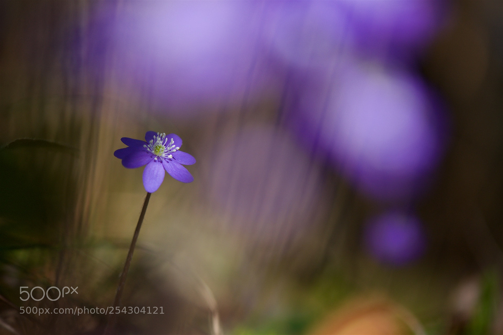 Nikon D810 sample photo. Modest flower. photography