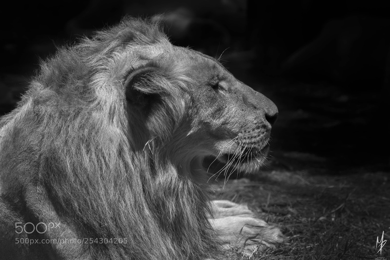 Nikon D5200 sample photo. Lion bw photography