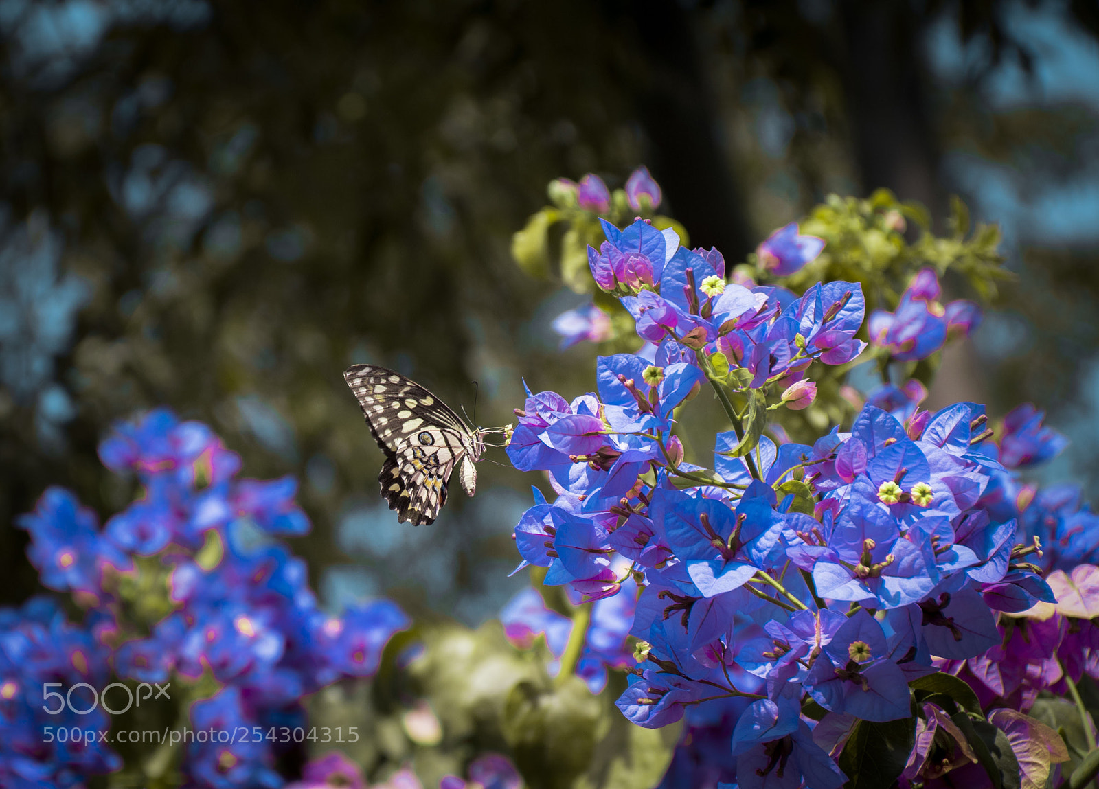 Nikon D5600 sample photo. Spring ? photography