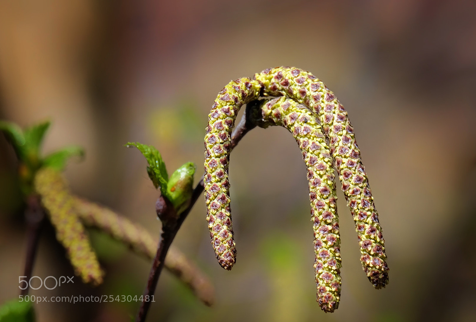 Fujifilm X-T1 sample photo. "birch catkins". photography