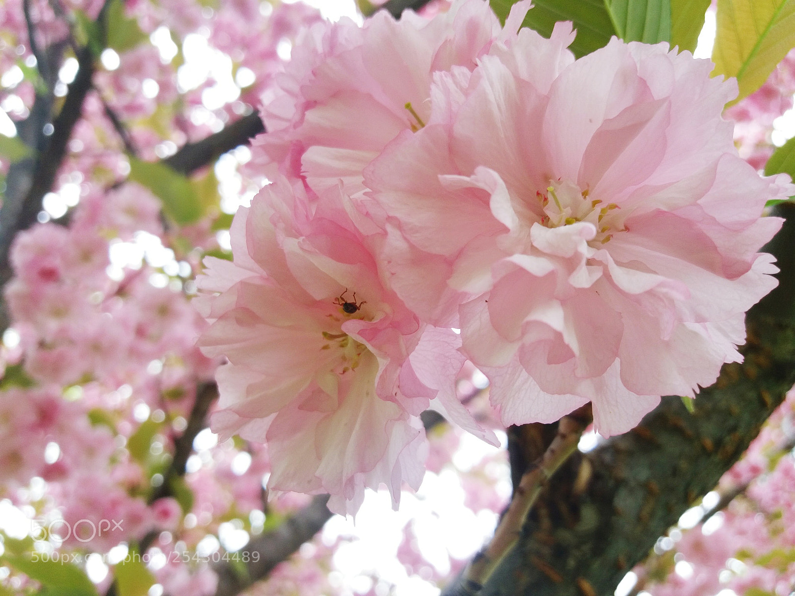 Samsung Galaxy J5(2016) sample photo. Spring atmosphere photography