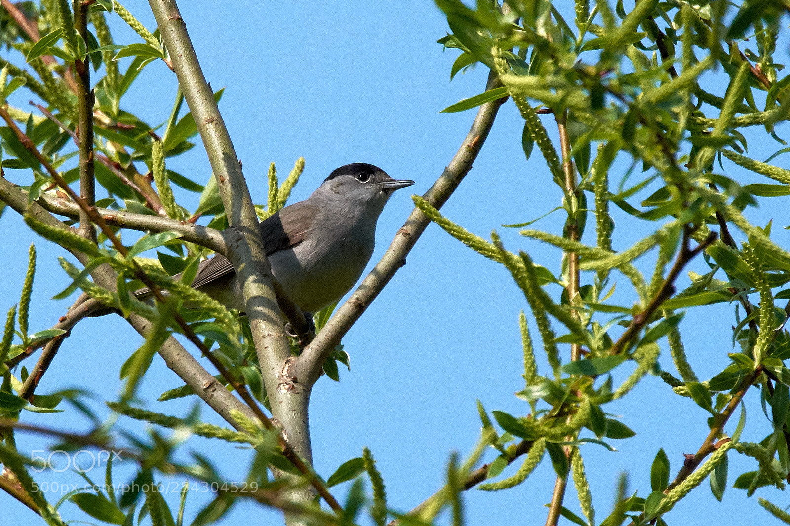 Nikon D7200 sample photo. Blackcap photography