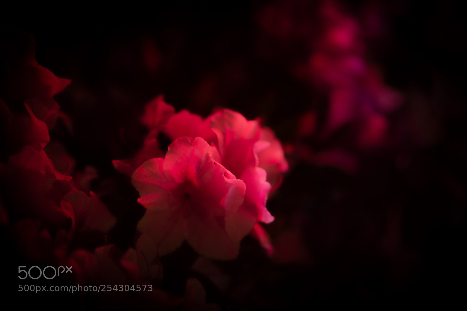 Sony a7 III sample photo. Wild flowers spotted with photography