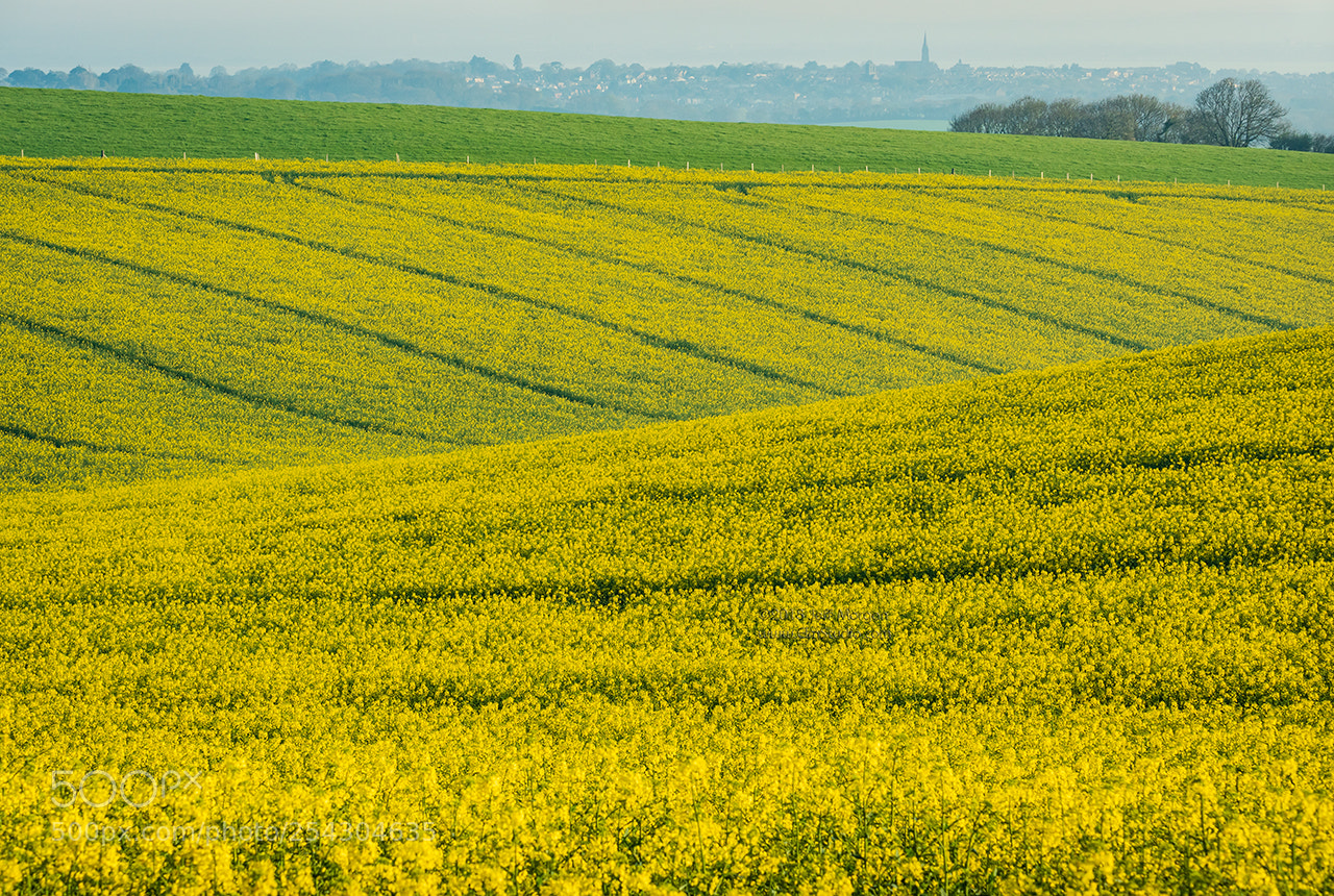 Panasonic Lumix DC-G9 sample photo. Canola on brading down photography