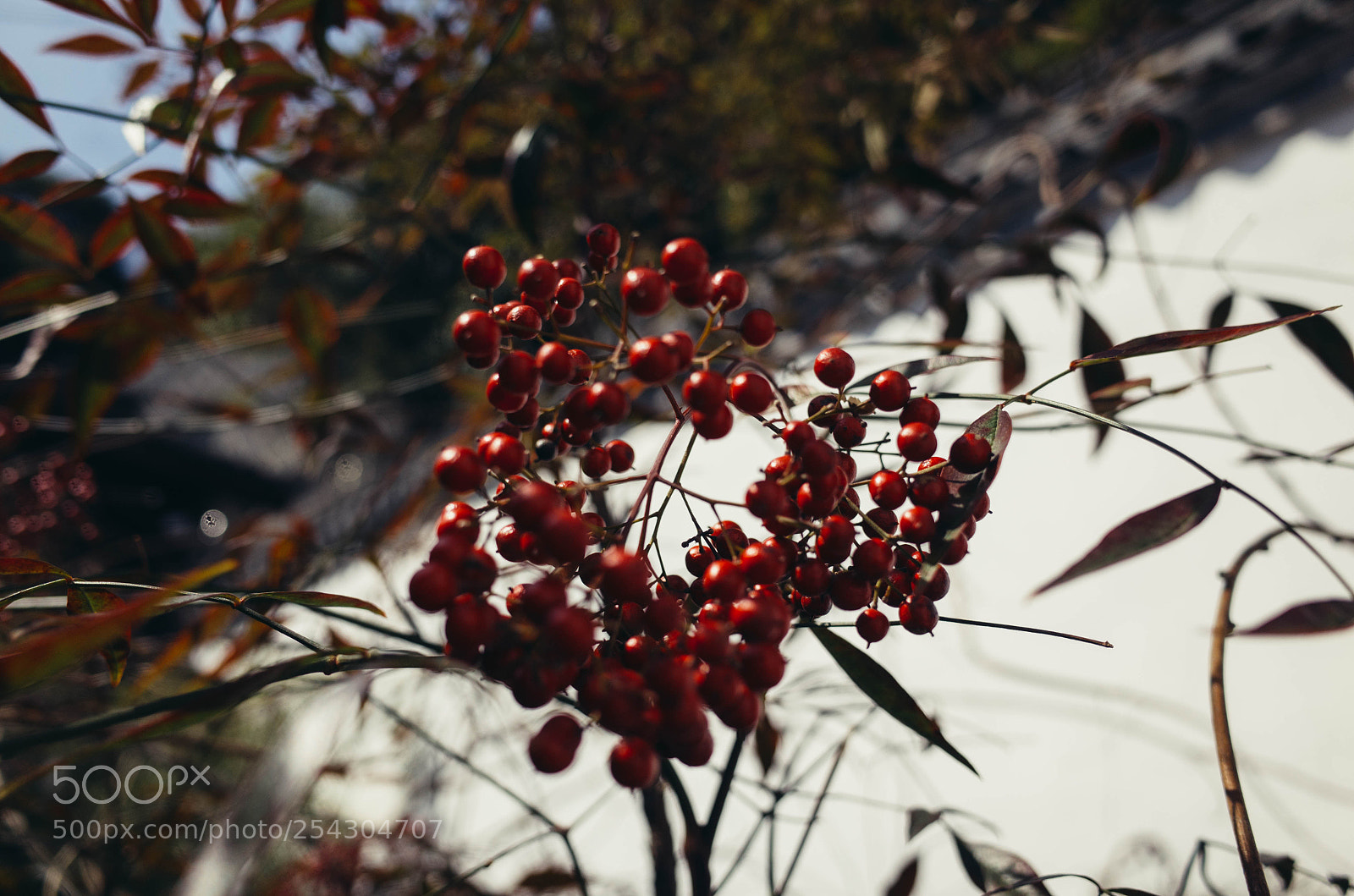 Ricoh GR sample photo. Why not photography