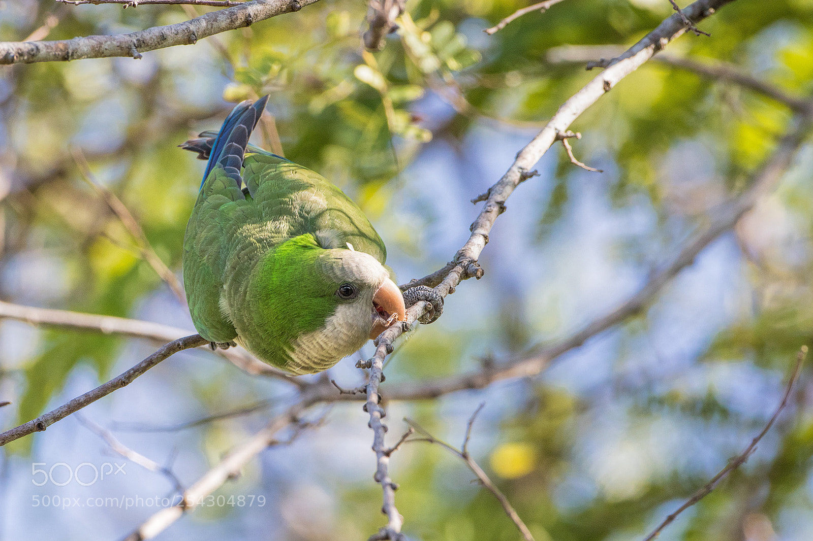 Canon EOS 7D Mark II sample photo. Monk parakeet getting nesting photography