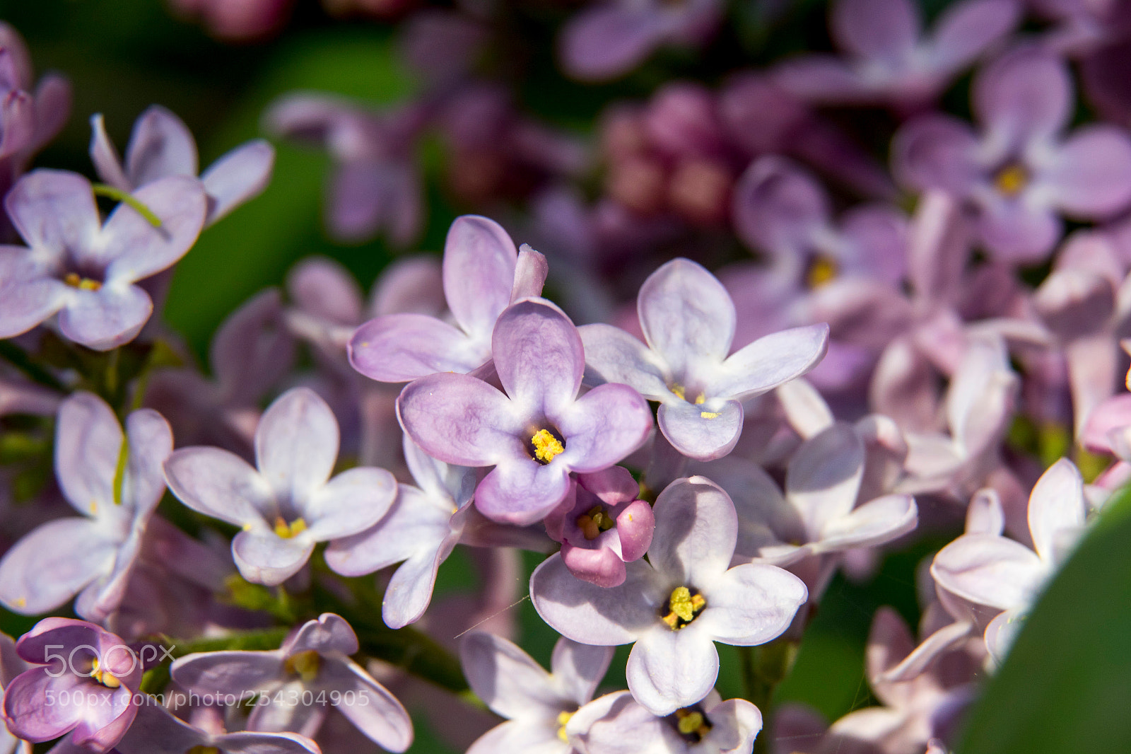Canon EOS 7D Mark II sample photo. Lilac photography