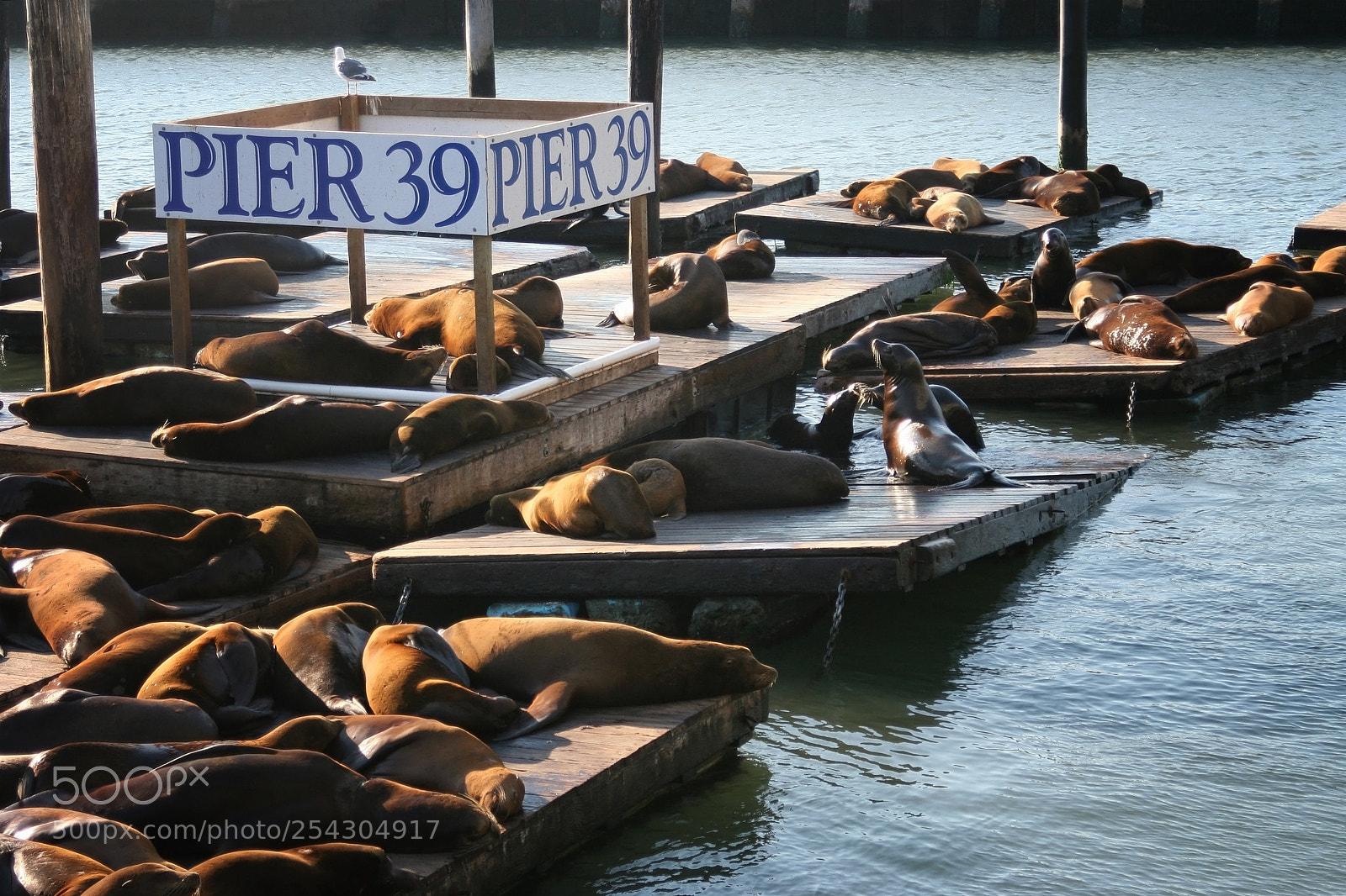 Canon EOS 350D (EOS Digital Rebel XT / EOS Kiss Digital N) sample photo. Sea lions at pier photography