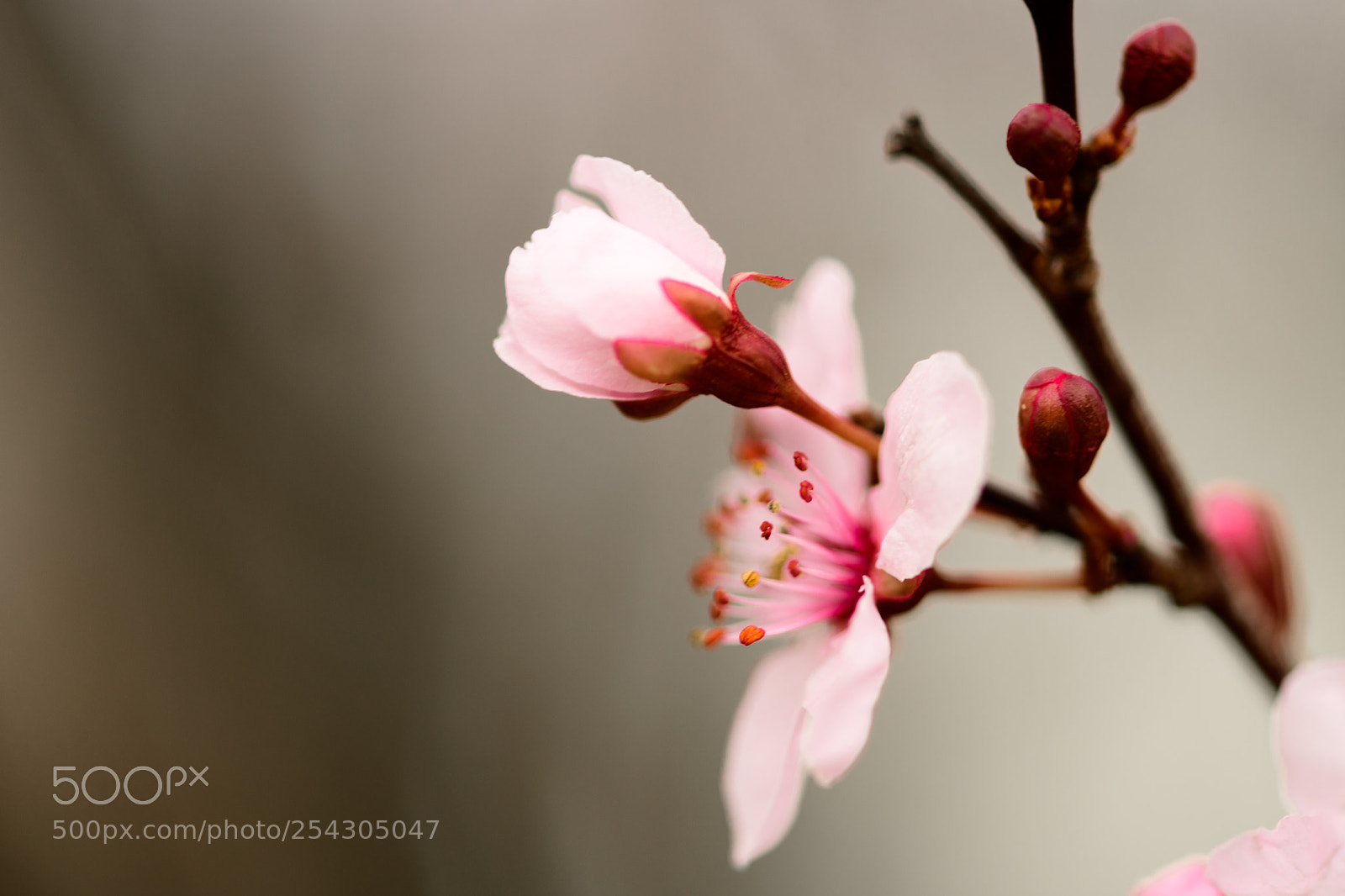 Nikon D850 sample photo. 107/365 photography