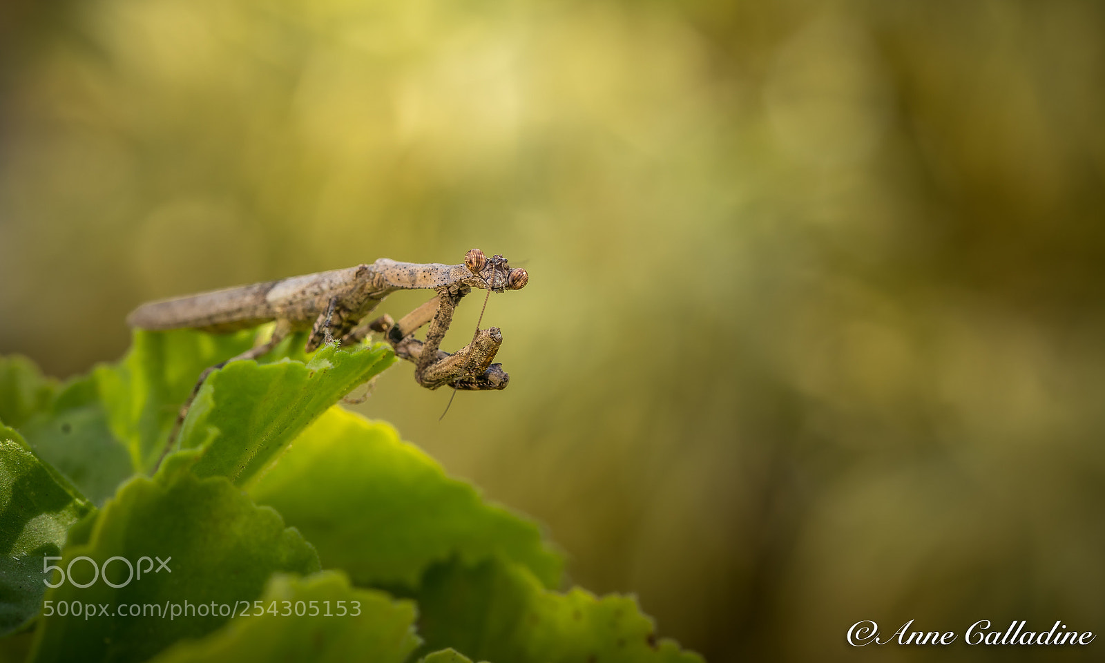 Canon EOS 5D Mark IV sample photo. Mantis photography