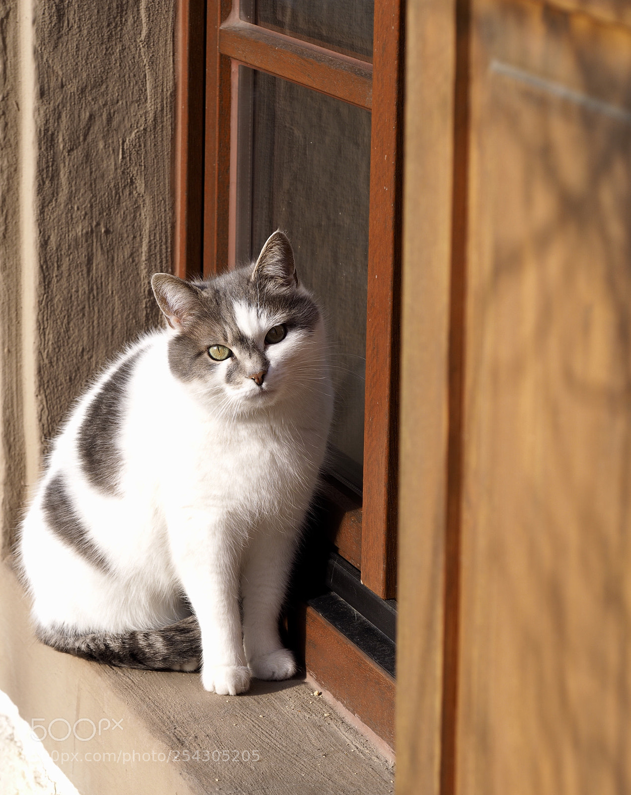 Olympus OM-D E-M10 II sample photo. Blinky photography