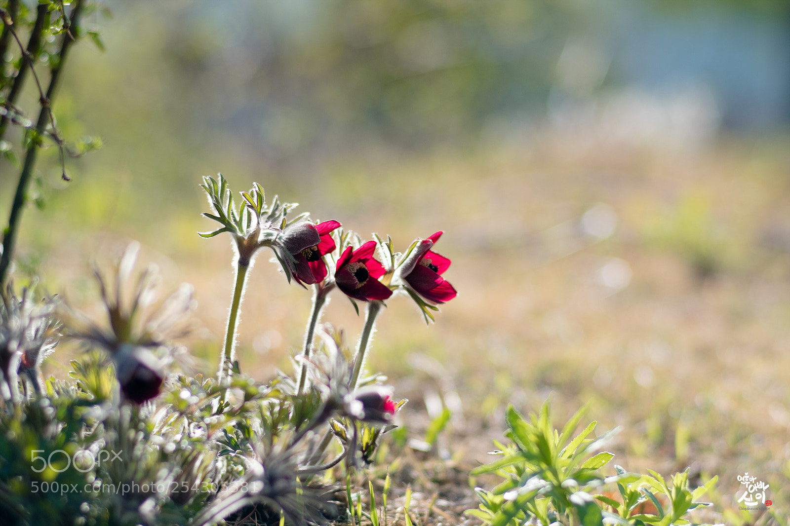 Fujifilm X-T2 sample photo. Korean pasque flower photography