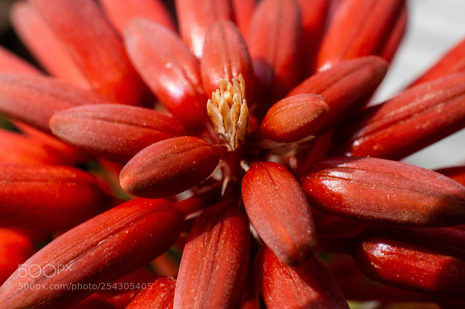 Canon EOS 100D (EOS Rebel SL1 / EOS Kiss X7) sample photo. Aloe flower photography