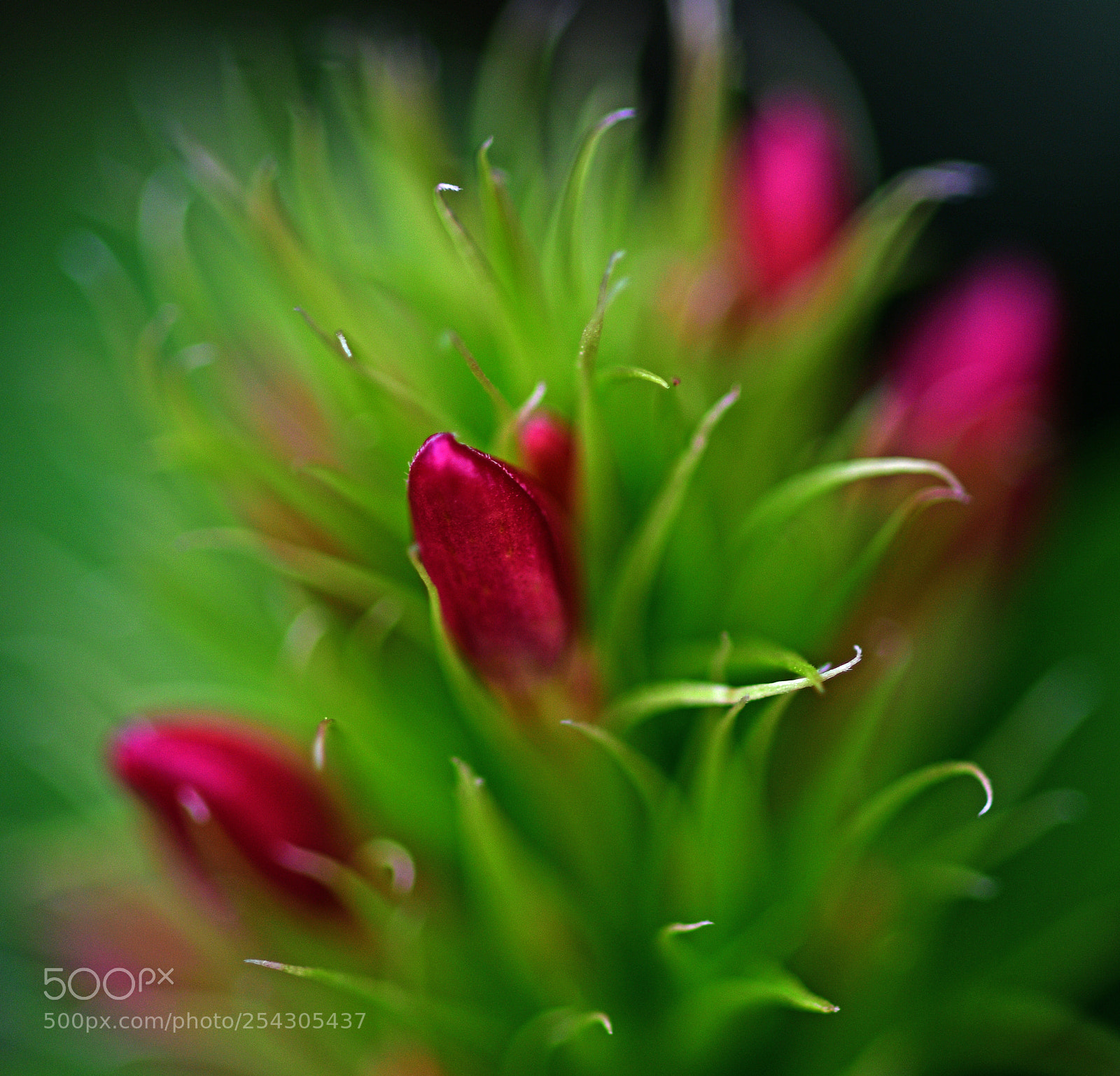 Nikon D500 sample photo. Natures arrangement photography