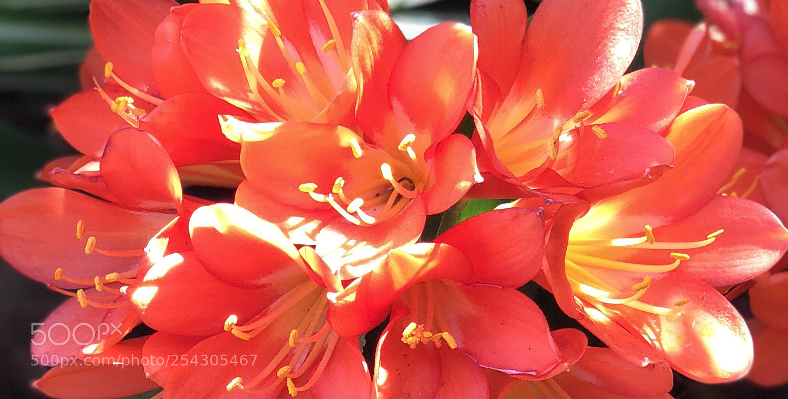 Apple iPhone X sample photo. Blooming beauty photography