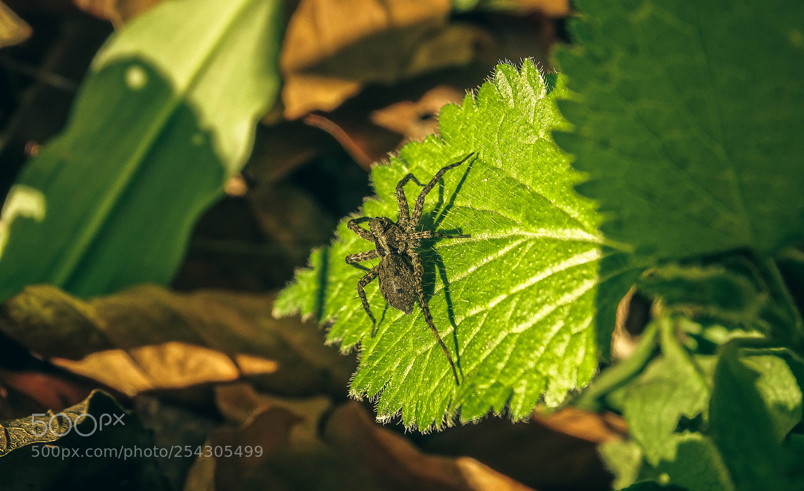 Sony Cyber-shot DSC-HX400V sample photo. Little spider photography