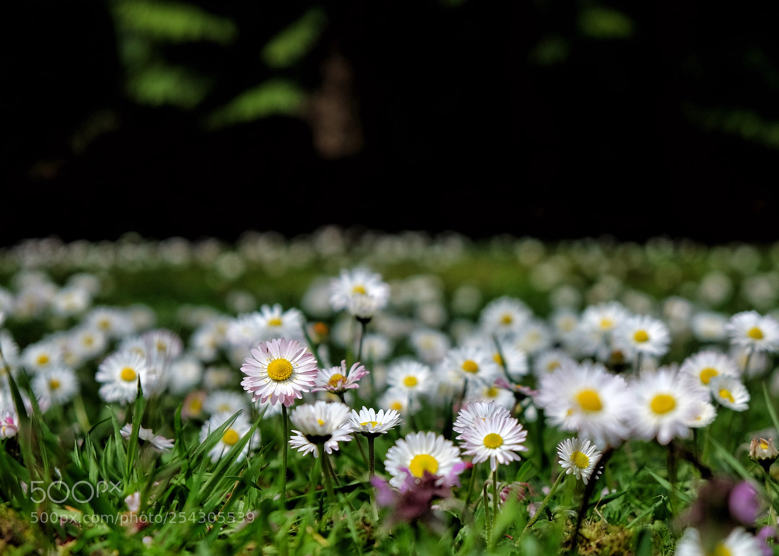Fujifilm X-T1 sample photo. Spring has arrived on photography