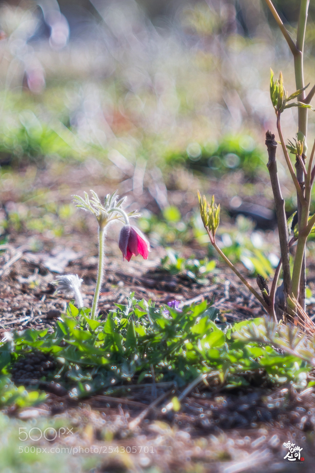 Fujifilm X-T2 sample photo. Korean pasque flower photography