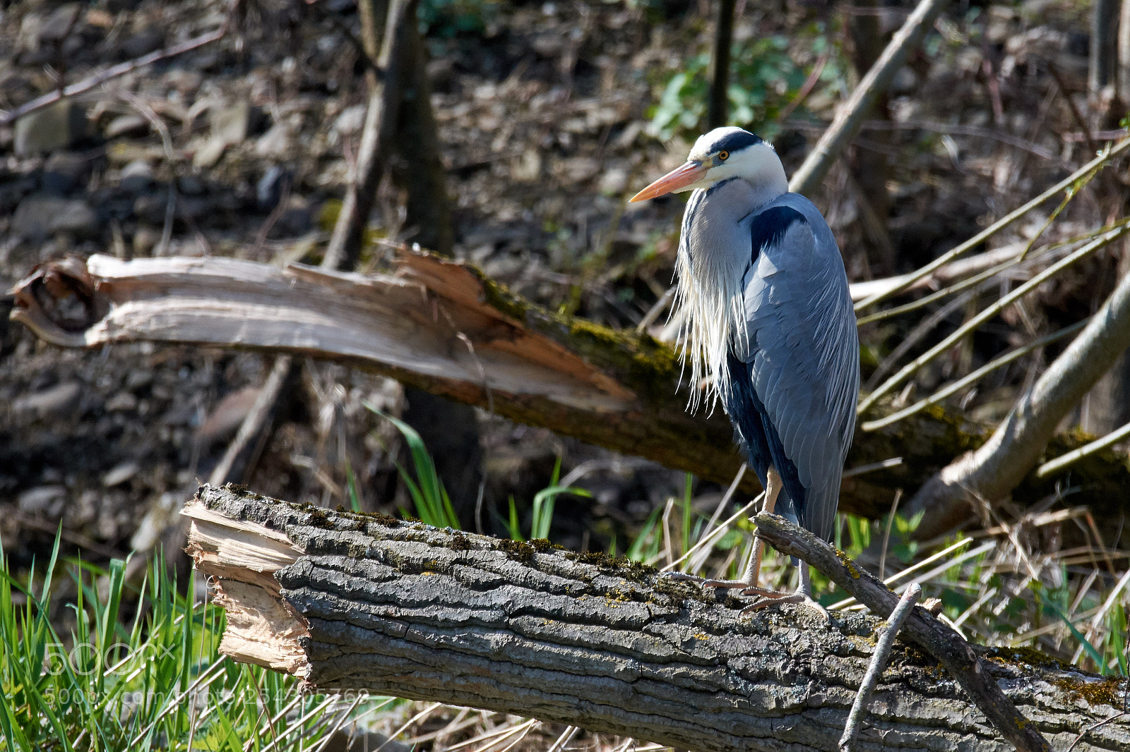 Nikon D7200 sample photo. Grey heron photography