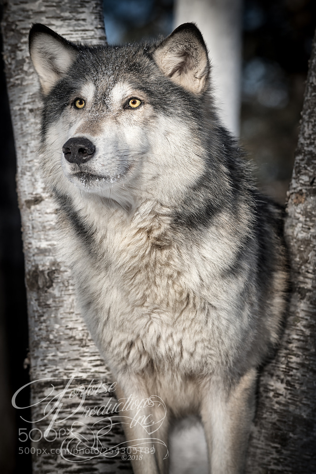 Nikon D4S sample photo. "watching for spring" photography