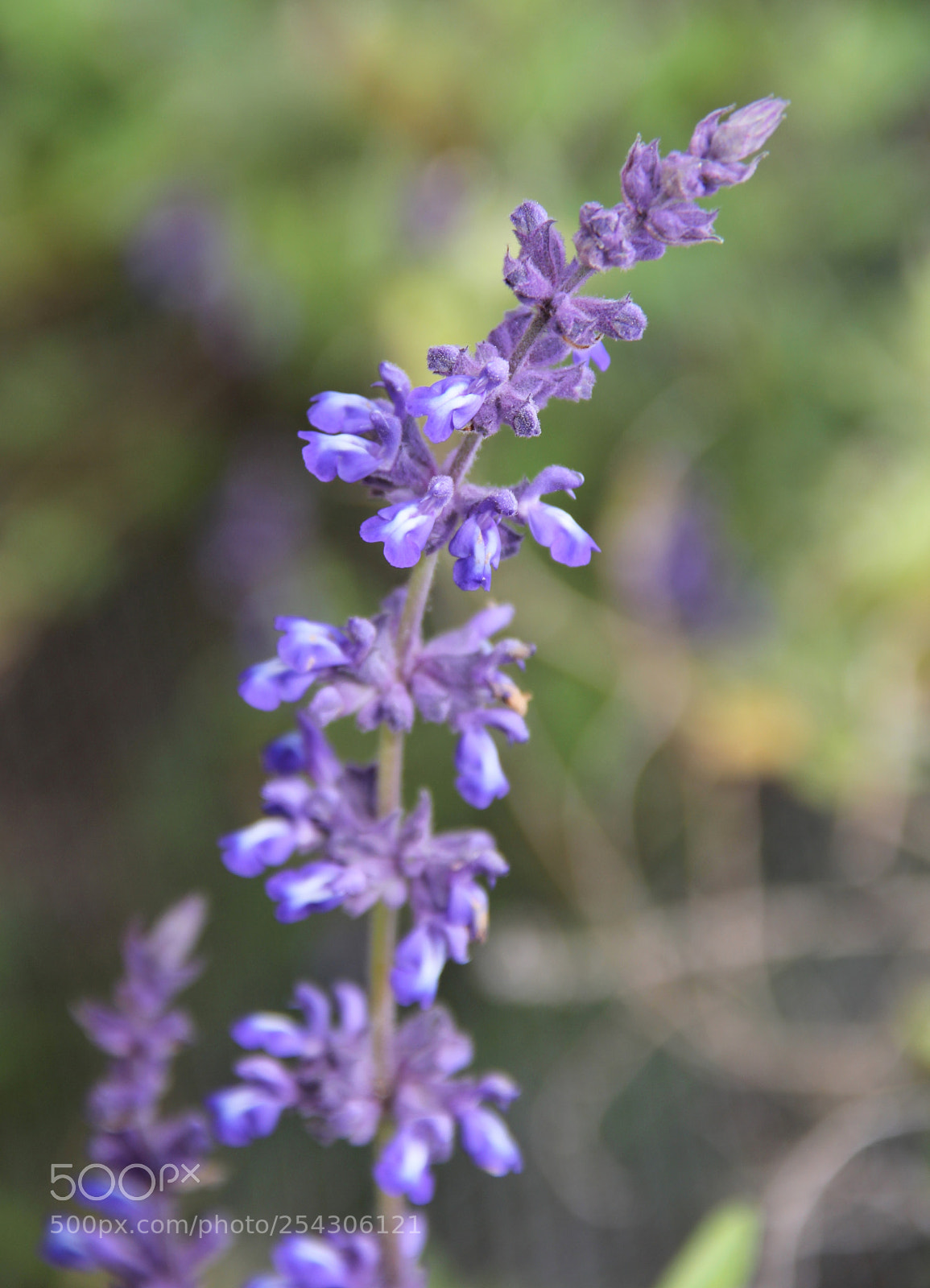 Canon EOS 60D sample photo. Purple is the color photography