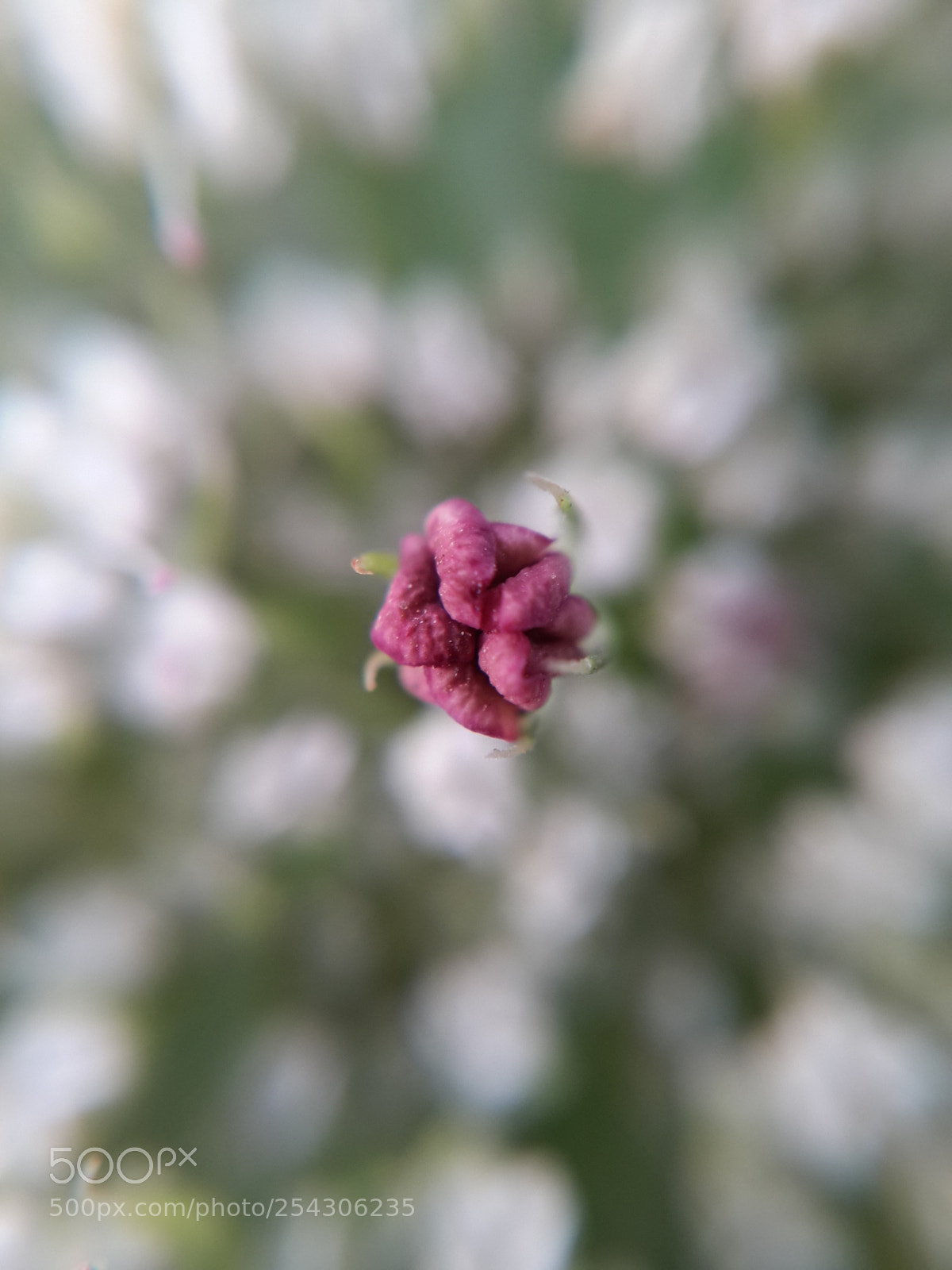 Samsung Galaxy S4 sample photo. Flower(daucus carota) photography