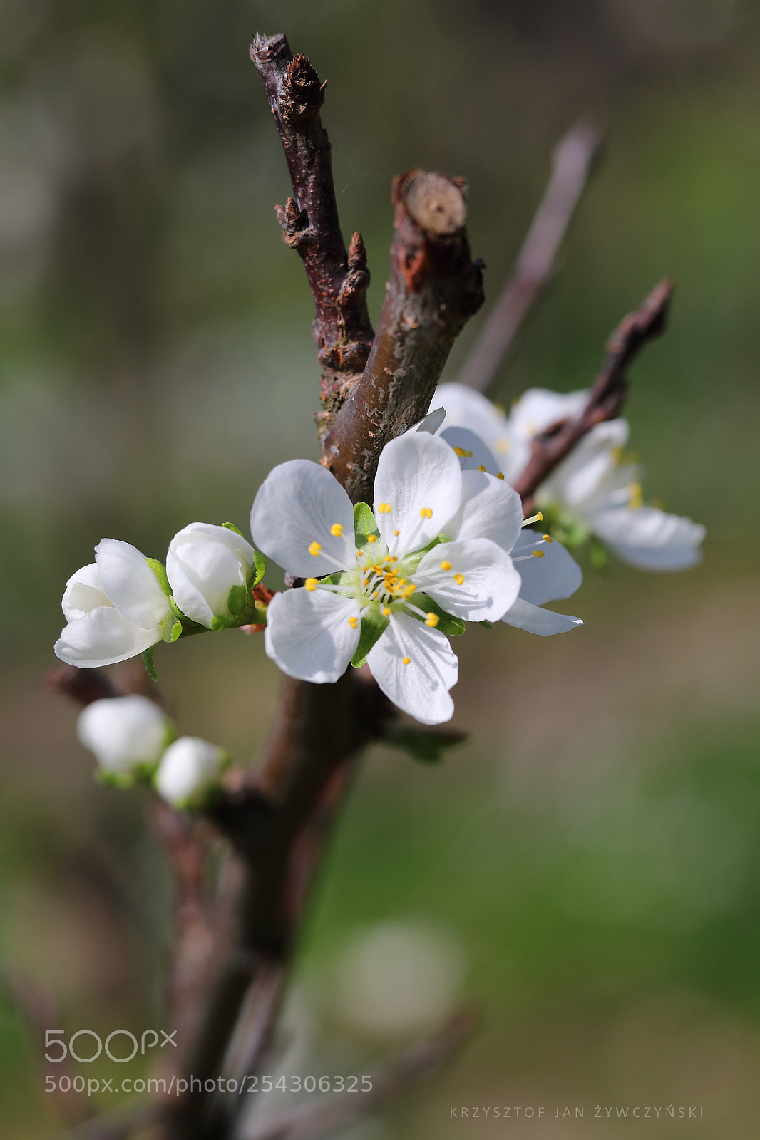 Canon EOS 5D Mark IV sample photo. * * * photography